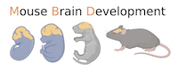 Mouse Brain Development